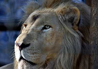 African Lion