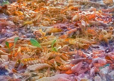autumn leaf on meadow