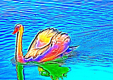 swan swimming with wings