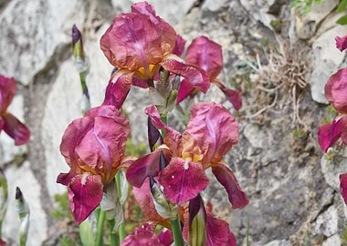 iris gladiolus in bloom