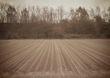 cultivated field and cloud