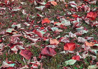 autumn leaf on meadow