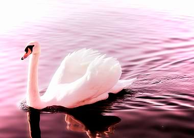 swan swimming with wings