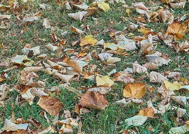 autumn leaf on meadow