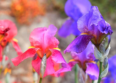 iris gladiolus in bloom