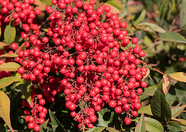 red berries in the garden