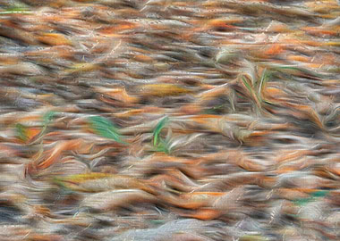 autumn leaf on meadow