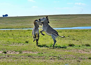 Two Zebras