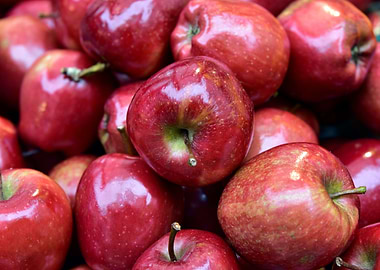 Apple harvest
