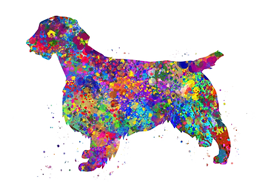 Welsh springer spaniel dog