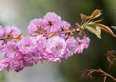 pink sakura flower