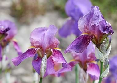 iris gladiolus in bloom
