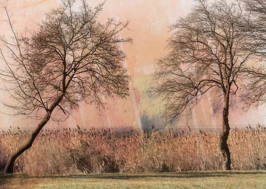 bare trees on the seashore