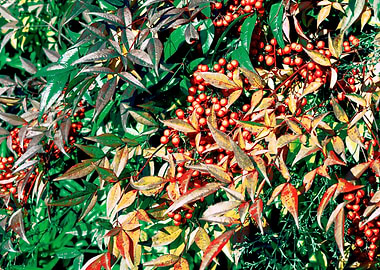 red berries in the garden