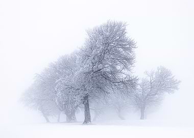 Winter in black forest