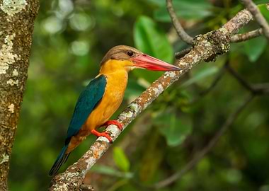 StorkBilled Kingfisher