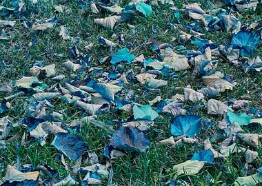 autumn leaf on meadow