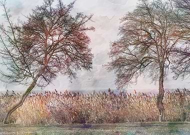 bare trees on the seashore