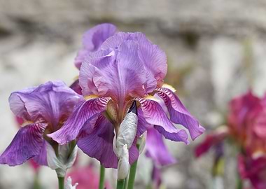 iris gladiolus in bloom