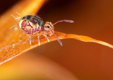 Little collembola