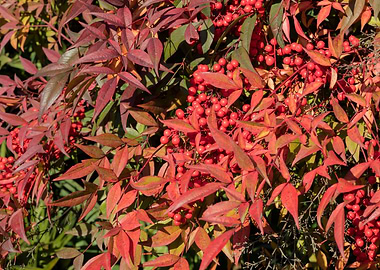 red berries in the garden