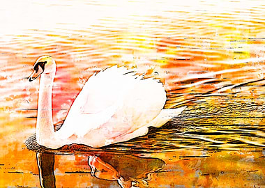 swan swimming with wings