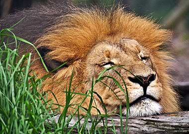 Snoozing Lion