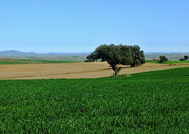 Extremadura Spring 03