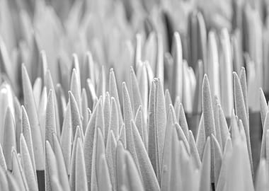 colorful sansevieria