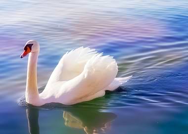 swan swimming with wings