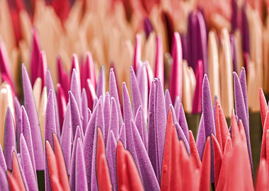 colorful sansevieria