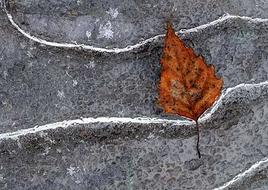 Frozen leaf