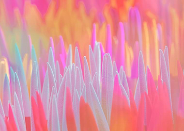 colorful sansevieria