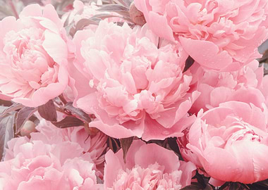 Blush glamour peonies