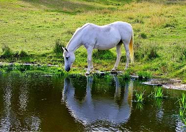 A White Horse
