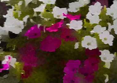 petunia in the garden