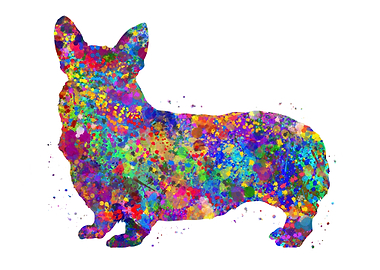 Pembroke Welsh Corgi dog