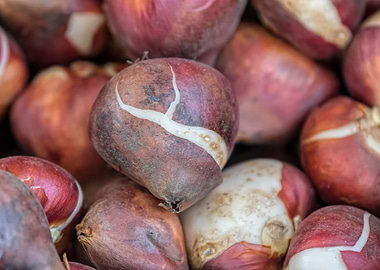 tulip bulb fot horticultur
