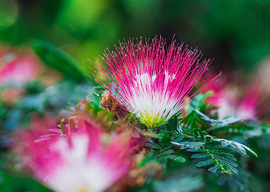 Pink Silk Tree Flowers