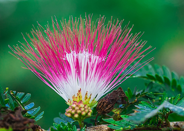 Pink Silk Tree Macro