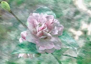 camellia sasanqua flower
