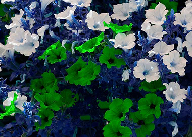 petunia in the garden