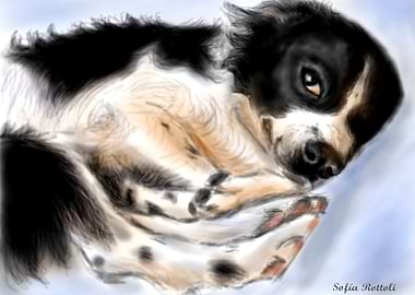 Border collie descansando