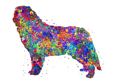 Bernese Mountain Dog