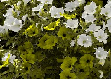 petunia in the garden