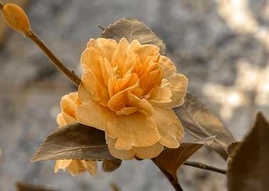 camellia sasanqua flower