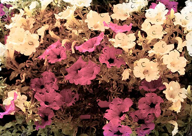 petunia in the garden