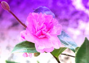 camellia sasanqua flower