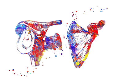 Scapula and Clavicle