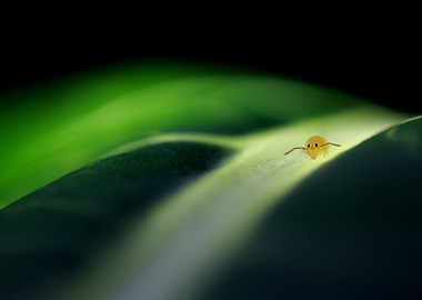 Collembole on the road